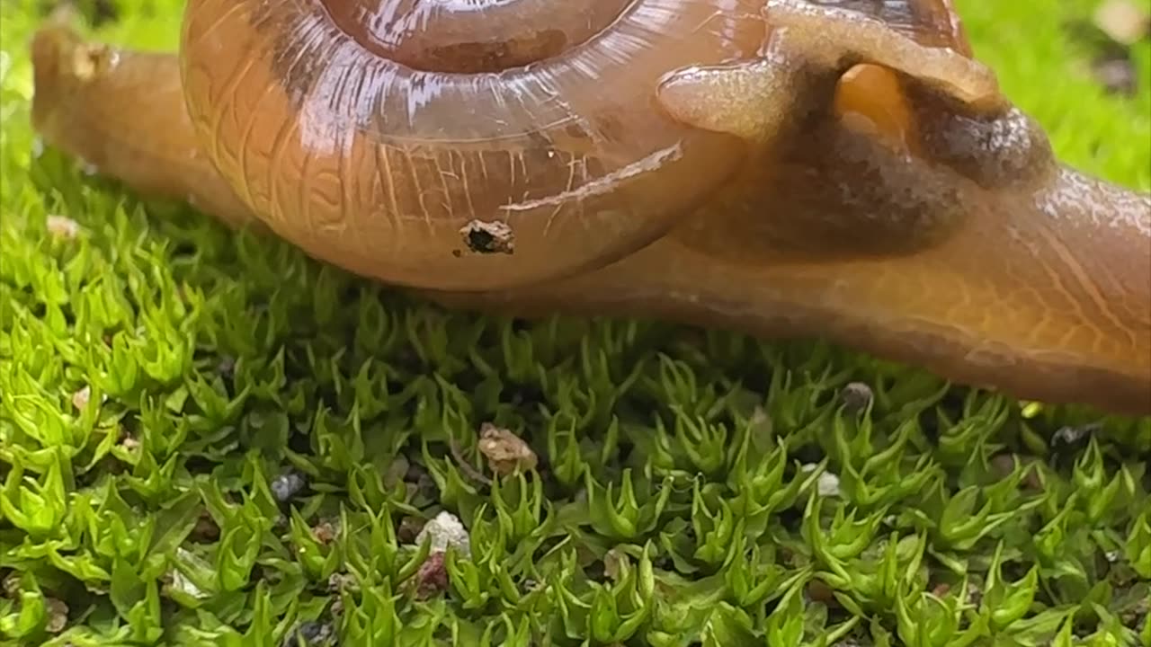 A Snail's Journey