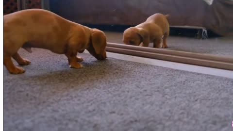 Little Puppy's Crazy Moment Infront of Mirror.