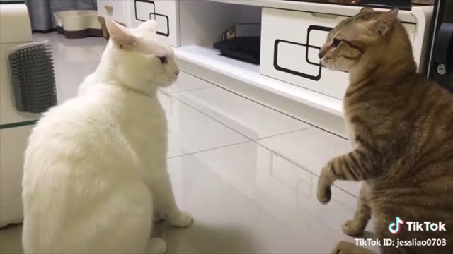 Cats talking !! these cats can speak english better than human