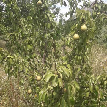 Young pear