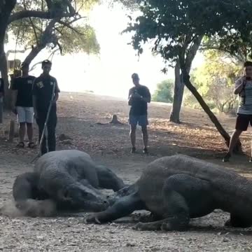 Komodo dragons, the largest lizards in the world