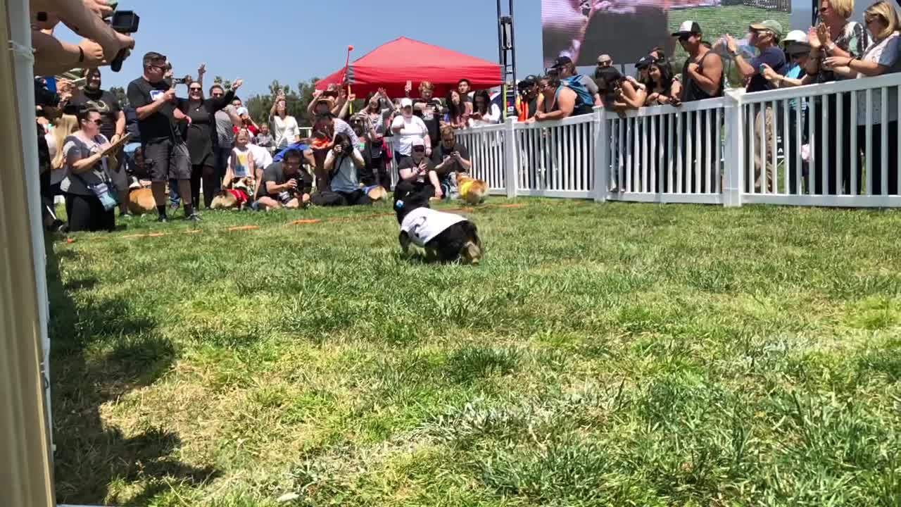 First International Corgi Races