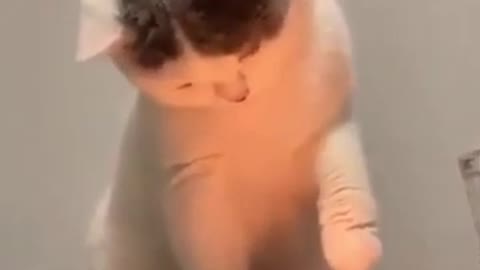 TICKLE FUNNY ANIMALS