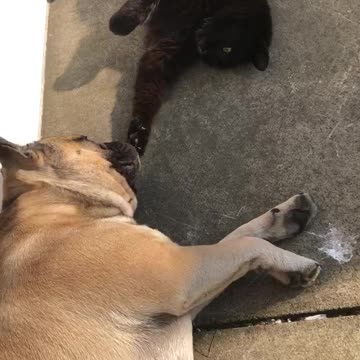Cat tries to wake up frenchie