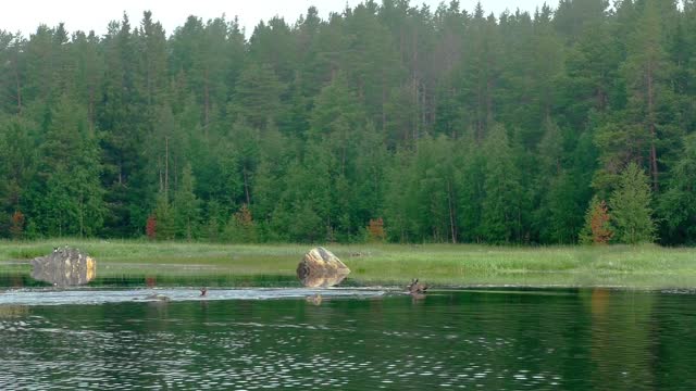 Animals Crossing a Body of Water in the Wilderness