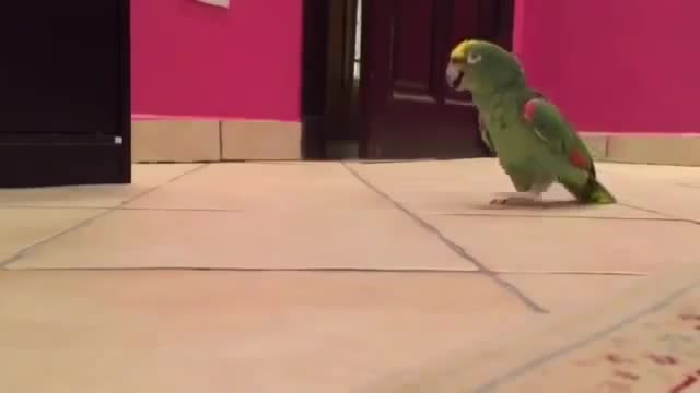 parrot bursts out laughing hahaha