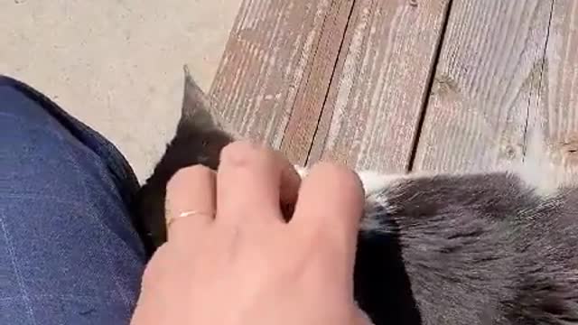 Amazingly cute street cat jumping