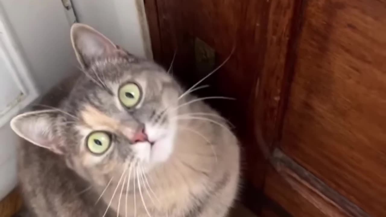 This Video Will Attract ANY CAT!!! - Meows That Get Any Cat To Come To You!!