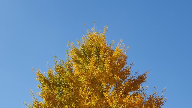 Blue sky, cool breeze, ginkgo tree