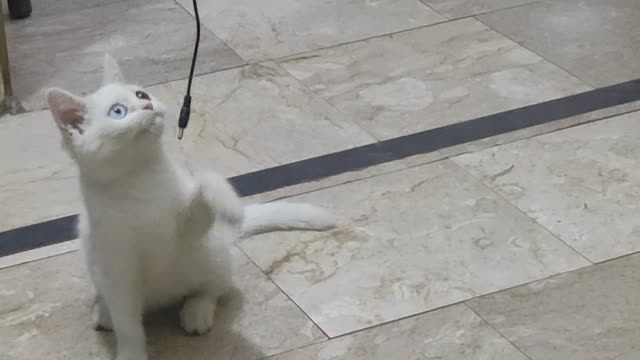 Cat Baby Playing With iPhone Lead