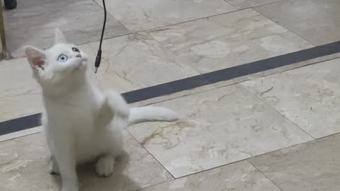Cat Baby Playing With iPhone Lead
