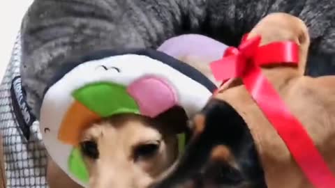 Dogs love to show their love
