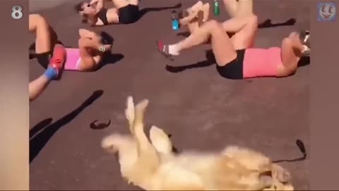 funny dog