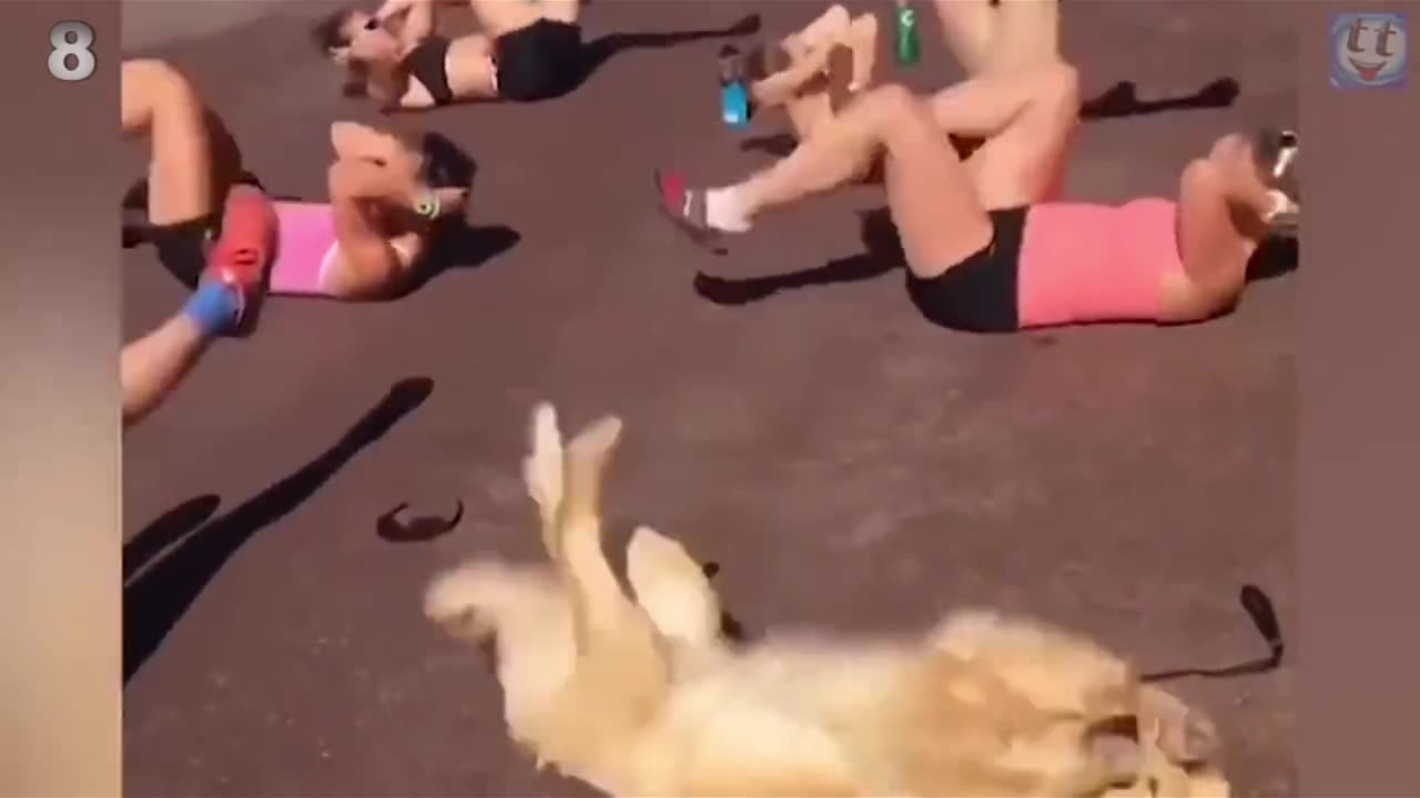 funny dog
