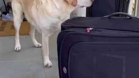 Dogs love