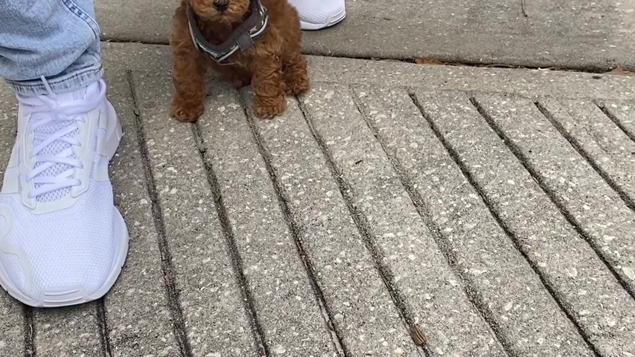 Tiny Toy Poodle Delights Passersby