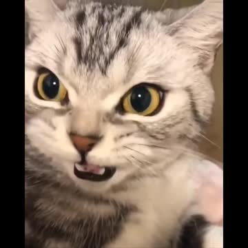 Funny Cat 🐈 😻