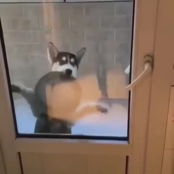 Have you seen your dog dancing like this cutie?