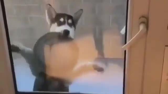 Have you seen your dog dancing like this cutie?