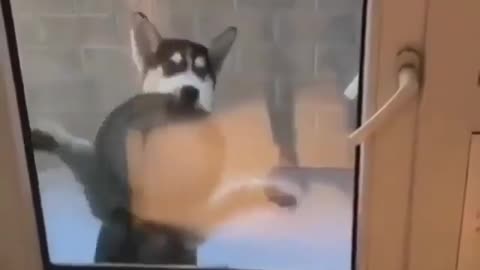 Have you seen your dog dancing like this cutie?