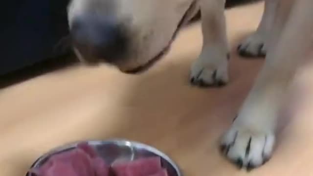 Dog LAUGHING SO HARD