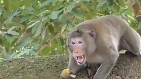 Ghost vs monkey so funny 🤣🤣