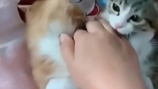 1 Minute Try Not to Laugh Challenge || Cute Pets & Funny Animals Compilation