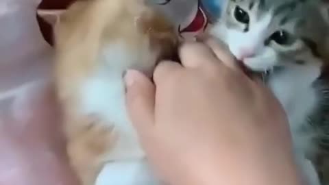 1 Minute Try Not to Laugh Challenge || Cute Pets & Funny Animals Compilation