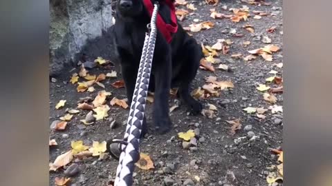 Escaping doggo