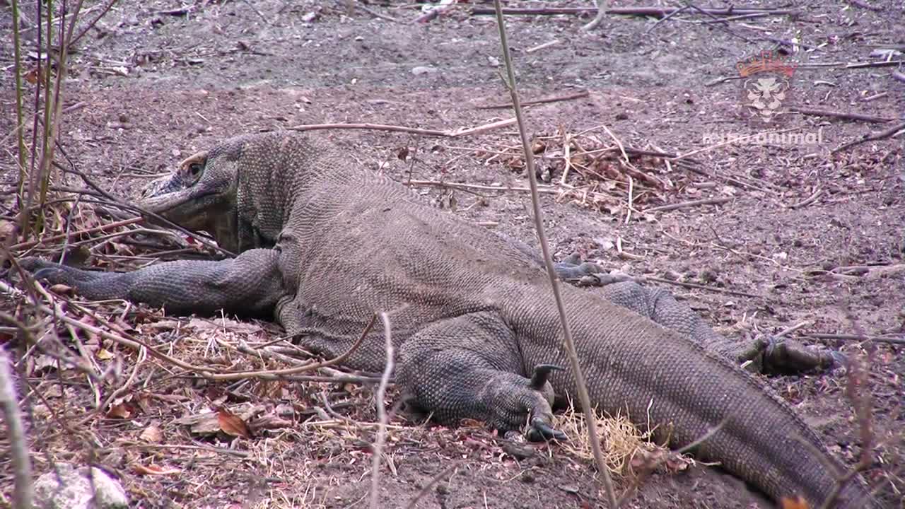 KOMODO DRAGON SWALLOWS MONKEY WHOLE