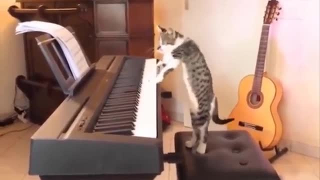 When Cat Becomes Musician - Don't try to laugh