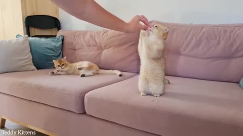 So cuet baby cat video