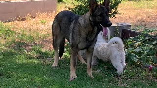 Little Dog Bothering A Big Dog