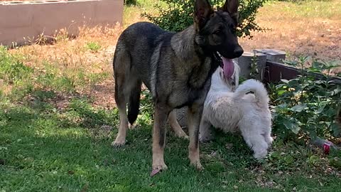 Little Dog Bothering A Big Dog