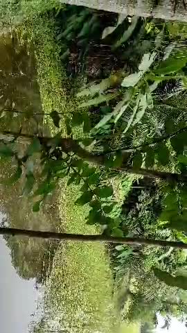 iPhone 6s plus Mobile Video Clip # -03