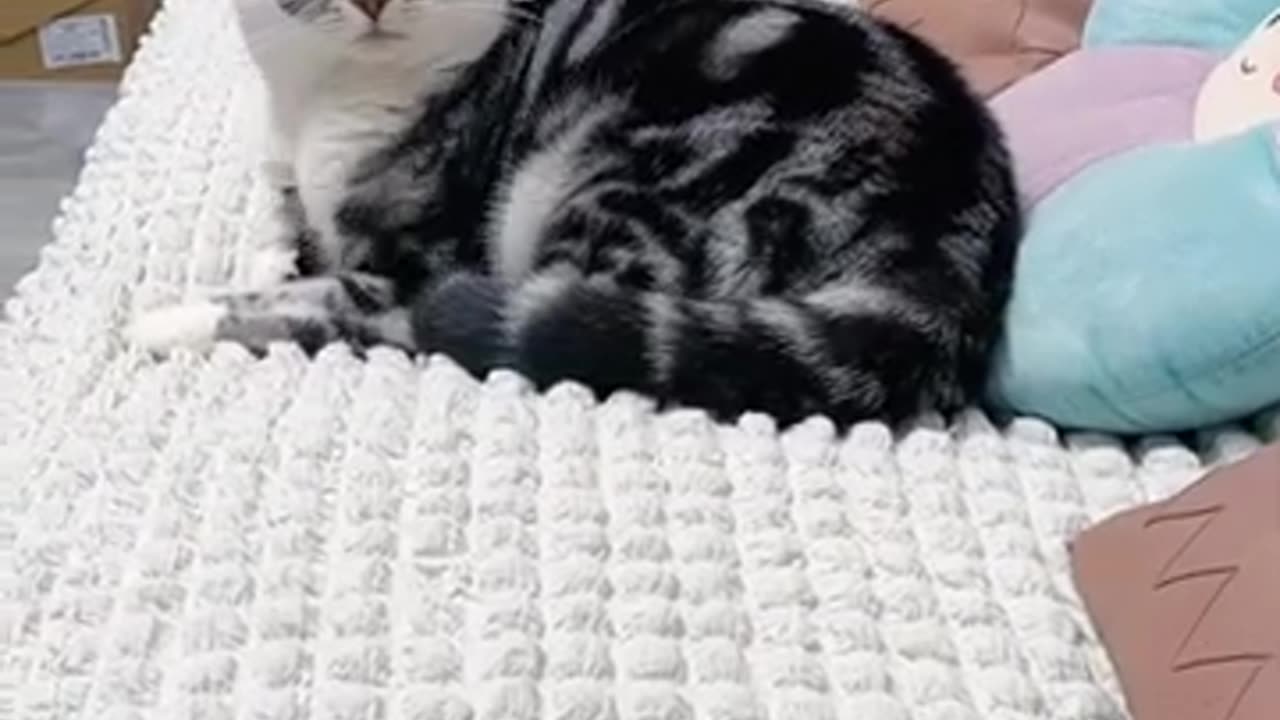 Funny Cat And Dog