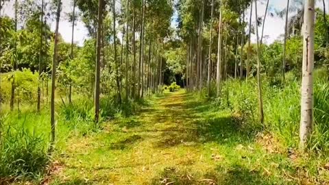 forest path