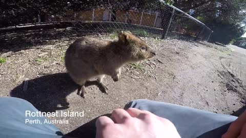 Isla australiana es el hogar de hermosos pequeños quokkas