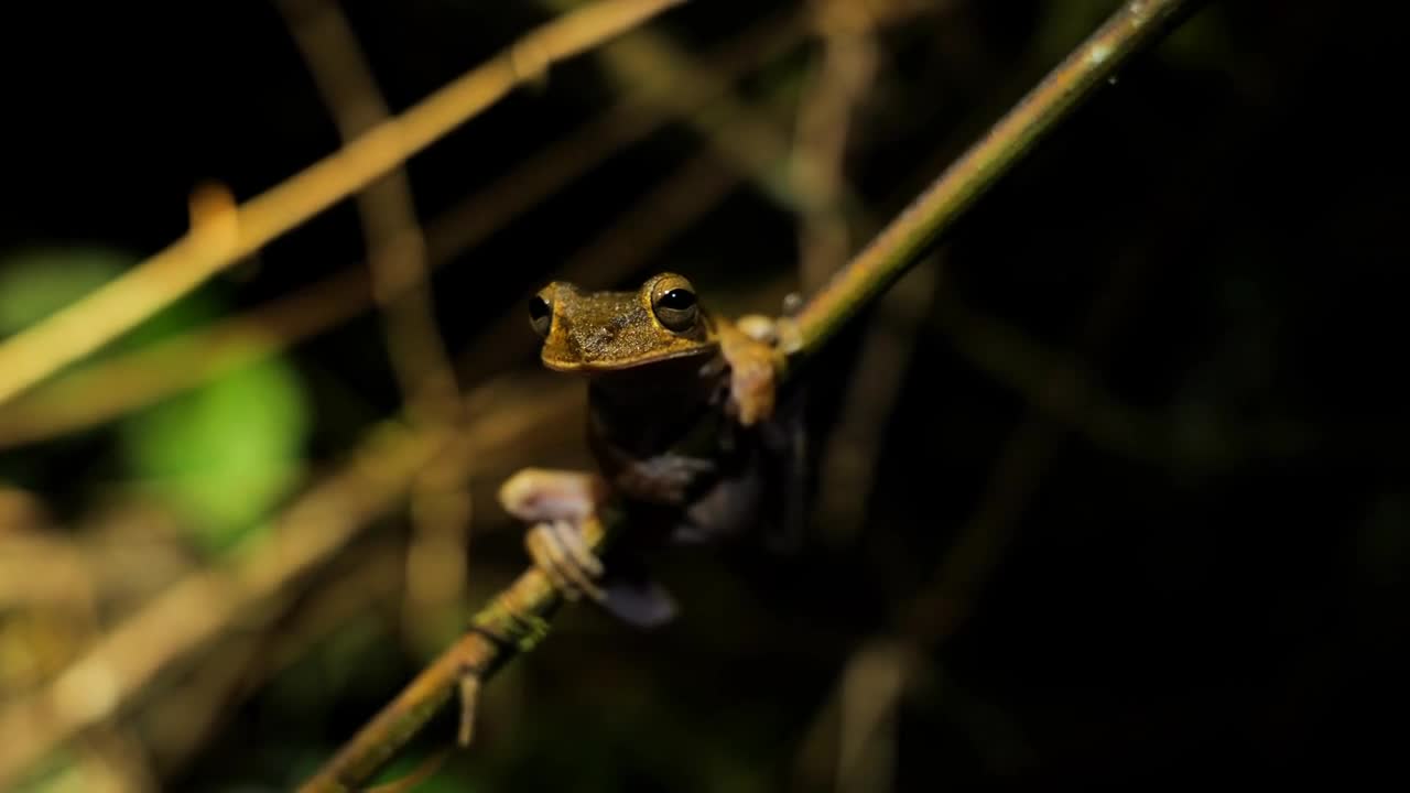 frog on a branch during night Costa Rica rainforest close up