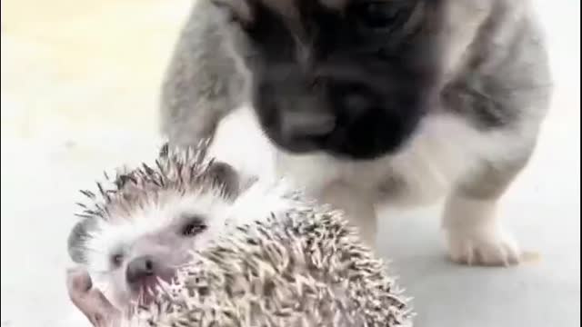 How does a dog react when it sees a hedgehog