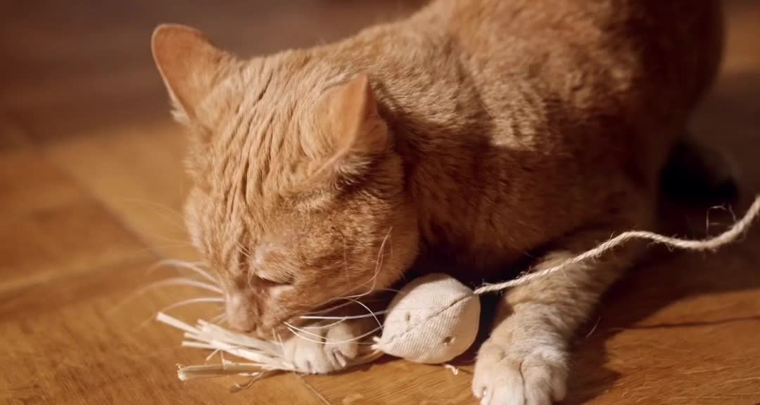 Playing cat are cunning and very smart.