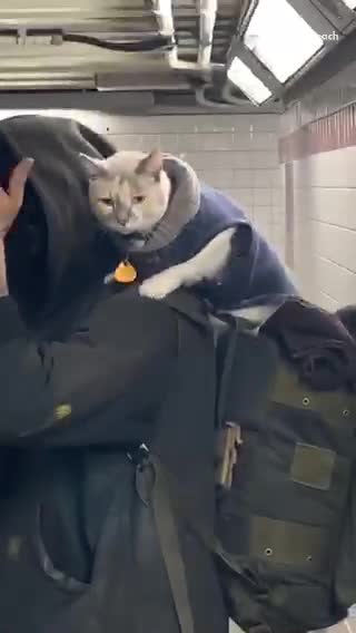 Grey cat on the back of a man