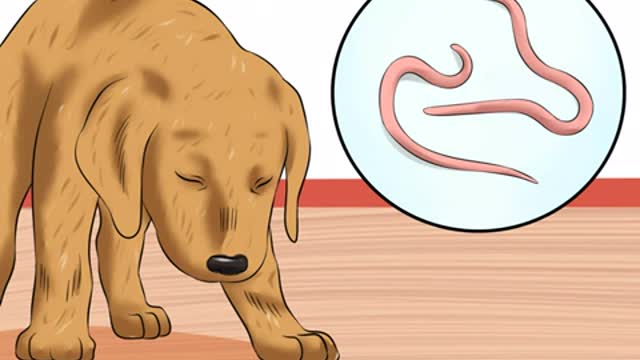 Treat Hookworms in Dogs