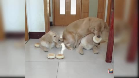 Great Friendship between three dogs.