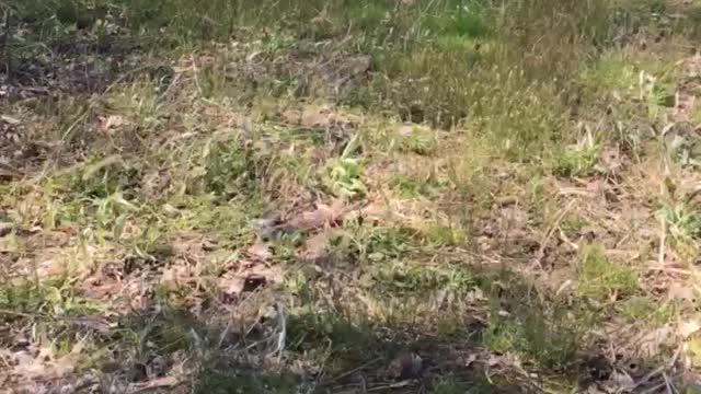 Looking for a hurt deer.
