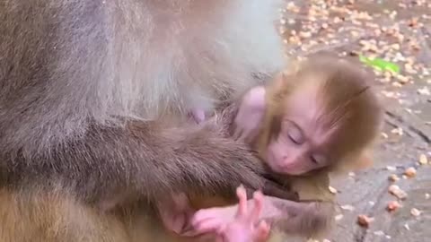Baby monkey wants to go out to play 2