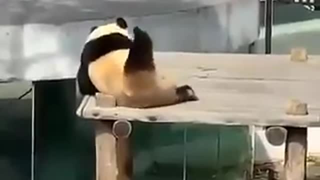 Panda dancing lol