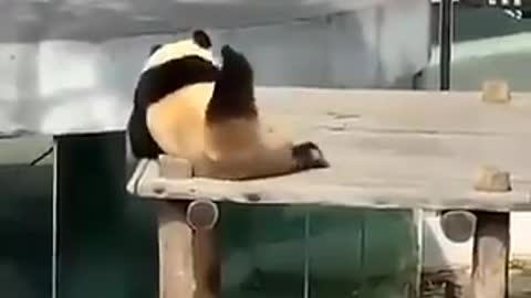 Panda dancing lol