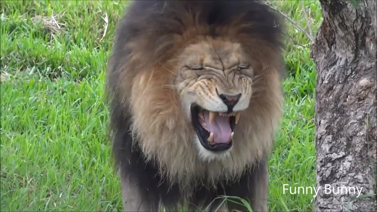 Laughing Lion