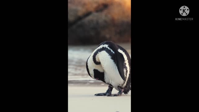 Different beautiful birds